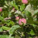 Како натерати стару јабуку да поново заигра са воћем kako-naterati-staru-jabuku-da-ponovo-zaigra-sa-vocem.jpg