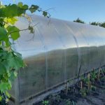 Како обичан стакленик претворити у покретну траку за свеже поврће од маја до октобра kako-obican-staklenik-pretvoriti-u-pokretnu-traku-za-sveze-povrce.jpg