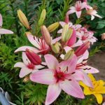 Зашто ваша башта ћути без пчела и како их позвати на бал zashto-vasha-bashta-cuti-bez-pcela-i-kako-ih-pozvati.jpg